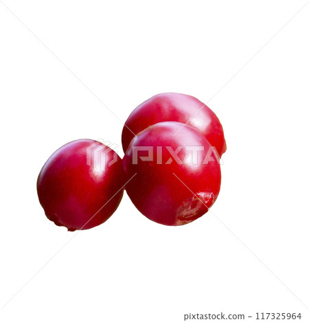 Lingonberry (fruits of Vaccinium vitis-idaea), isolated 117325964