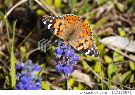 Dorsal view on a painted lady butterfly (Vanessa cardui). 117325971
