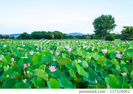 藤原峽荷花池的景色，剛過了盛花期。 117326001