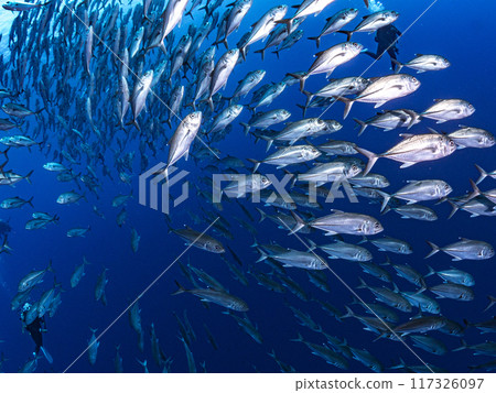 Popping Bigeye Trevally 117326097