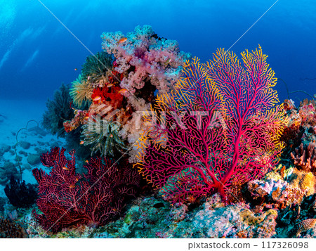 The colorful corals of Yonara 117326098
