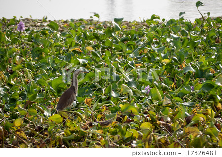 A Pond heron walking for food on a raft of water hyacinths A Pond heron walking for food on a raft of water hyacinths 117326481