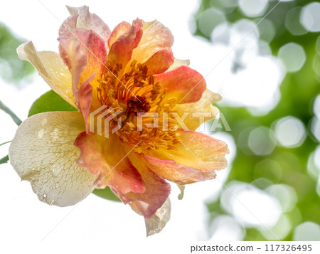 Shape and colors of La Parisienne roses that blooming Shape and colors of La Parisienne roses that blooming 117326495
