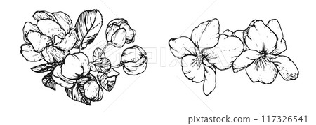 Spring flowers drawing with line art on white background Spring flowers drawing with line art on white background 117326541