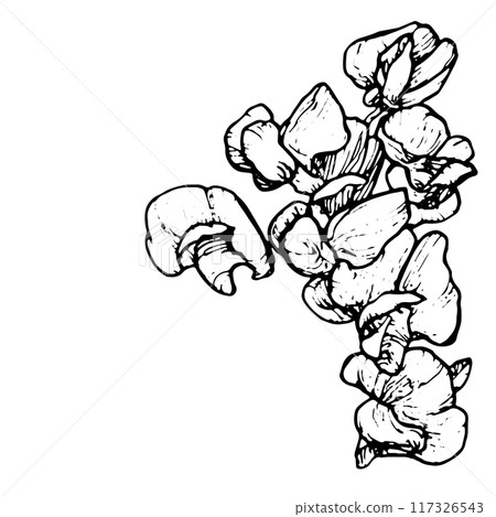 Spring flowers drawing with line-art on white background Spring flowers drawing with line-art on white background 117326543