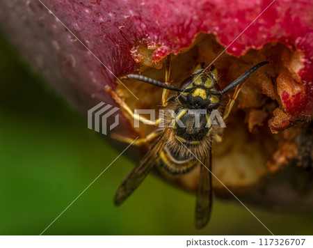 A wasp eating rotten apple 117326707