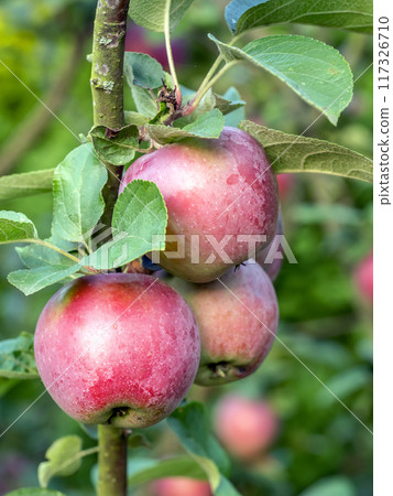 Ripe red apples ripening on the tree 117326710