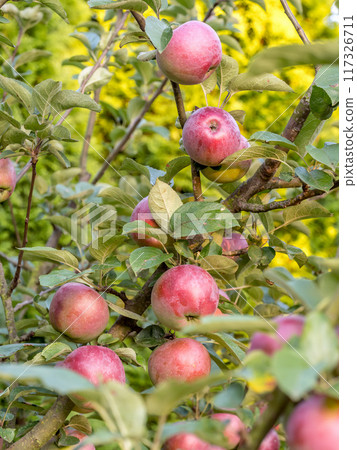 Ripe red apples ripening on the tree 117326711