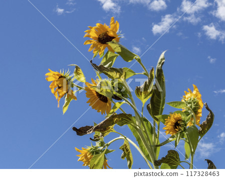  Speaking of summer flowers, yellow sunflower 117328463