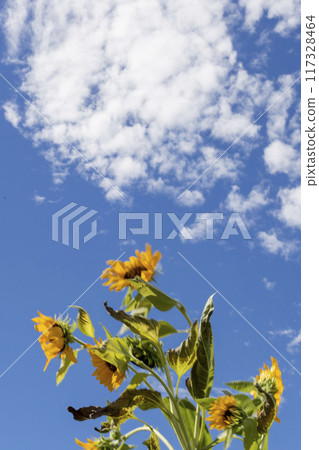Sunflowers and the blue sky 117328464