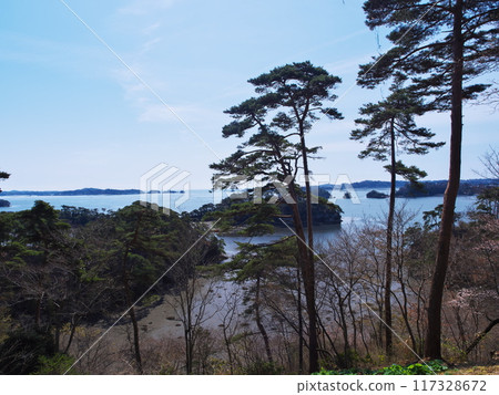 早春從宮城縣瑞鳳丘眺望松島灣西半部島嶼 117328672