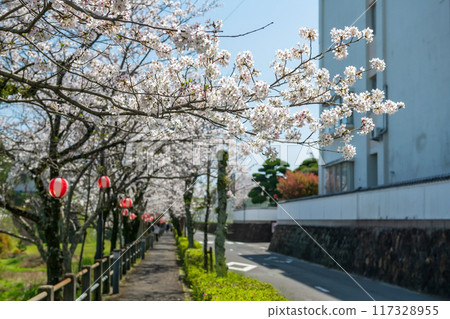White sakura blossom of cherry tree tunnel, Shimabara, Japan 117328955