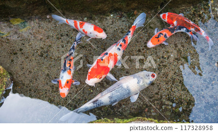 Carp koi fish swim along clear water roadside, Shimabara 117328958