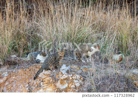 Tabby cat family in grass field of Hell valley Jigoku at Mount Unzen 117328962
