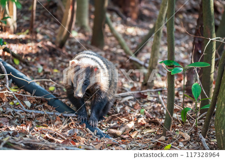 badger or Meles anakuma wild animal at mount unzen, Nagasaki 117328964