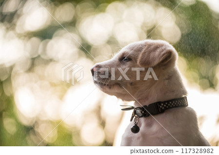 cute puppy with raindrop and foliage light bokeh at sunset cute puppy with raindrop and foliage light bokeh at sunset 117328982