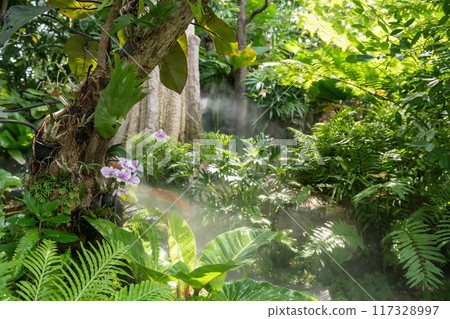 Greenery tree and orchids in garden with mist at outdoor cafe Greenery tree and orchids in garden with mist at outdoor cafe 117328997