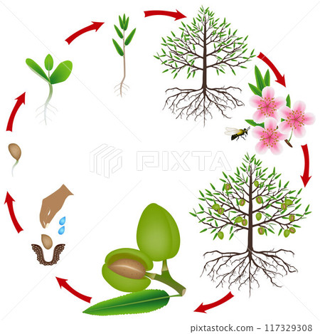 Life cycle of an almond tree on a white background. 117329308