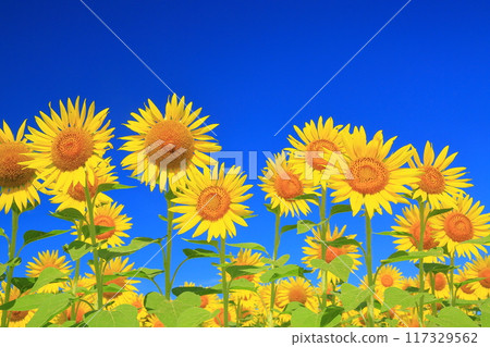 Spectacular blue skies and sunflowers <Mashiko Sunflower Festival (Tochigi Prefecture)> Spectacular blue skies and sunflowers <Mashiko Sunflower Festival (Tochigi Prefecture)> 117329562