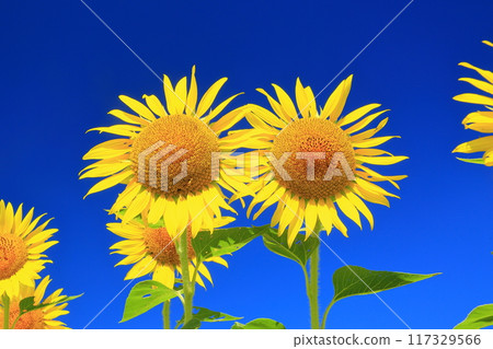 Spectacular blue skies and sunflowers <Mashiko Sunflower Festival (Tochigi Prefecture)> 117329566