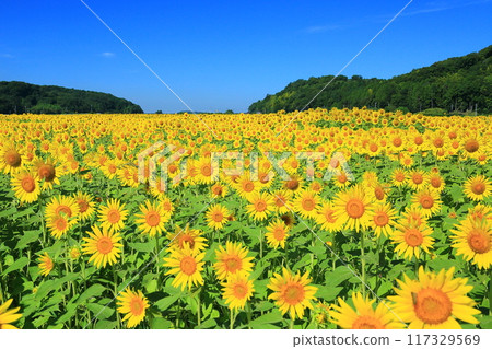 Spectacular blue skies and sunflowers <Mashiko Sunflower Festival (Tochigi Prefecture)> Spectacular blue skies and sunflowers <Mashiko Sunflower Festival (Tochigi Prefecture)> 117329569