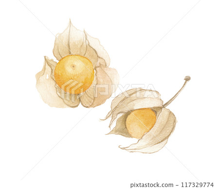 金色莓果畫水彩食用扇貝 117329774