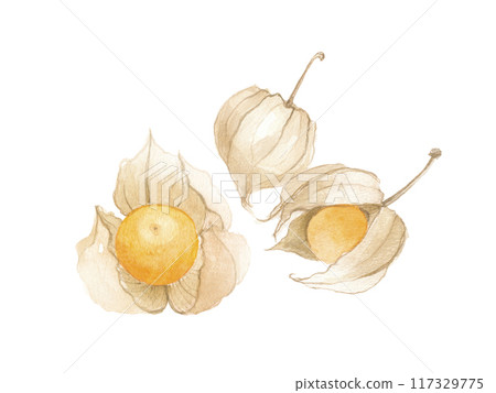 Watercolor painting of golden berries, edible ground cherries 117329775