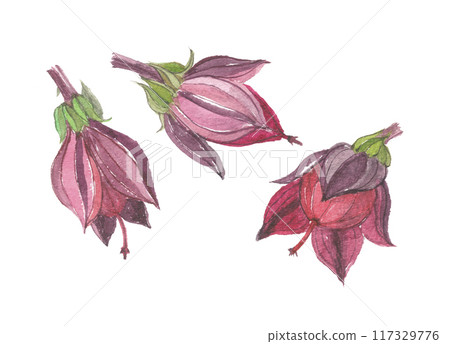 Roselle painted in watercolor 117329776