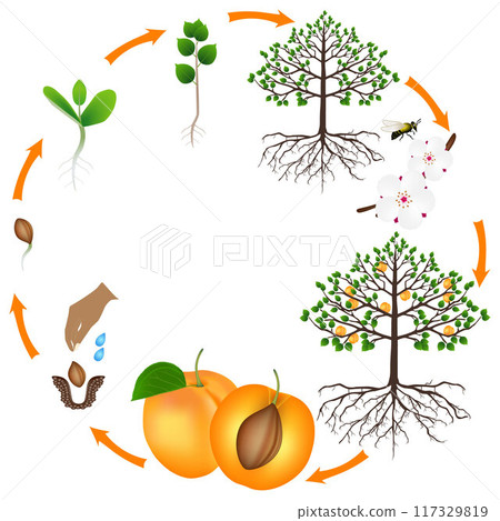 Life cycle of apricot tree on a white background. 117329819