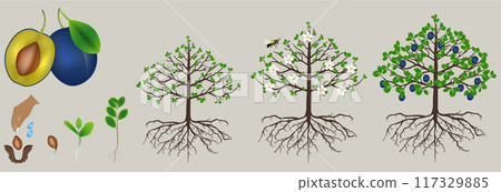 Cycle of plum plant growth isolated on white background. 117329885