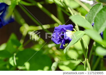 蝴蝶豌豆 117329995