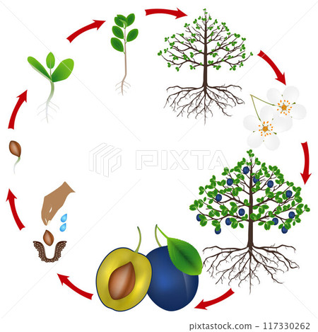 Life cycle of a plum tree on a white background. Life cycle of a plum tree on a white background. 117330262