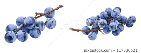 Fresh blackthorn berries with twig, prunus spinosa isolated on white background with full depth of field Fresh blackthorn berries with twig, prunus spinosa isolated on white background with full depth of field 117330521