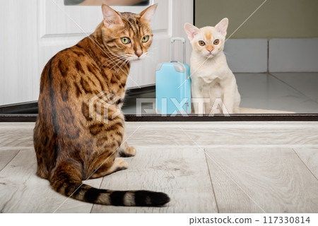 An adult cat and a small kitten with a suitcase in the doorway. 117330814