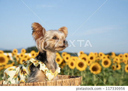 Yorkshire terrier smiling in a basket against a sunflower field Yorkshire terrier smiling in a basket against a sunflower field 117330956