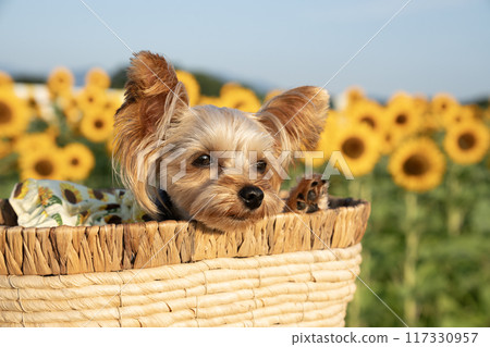 約克夏犬在向日葵田的籃子裡微笑 117330957