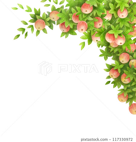 Apple tree branch corner arrangement. Frame or border with hand drawn leaves and fruits isolated on white. Design element for creating wedding cards and invitation. Watercolor background for banners Apple tree branch corner arrangement. Frame or border with hand drawn leaves and fruits isolated on white. Design element for creating wedding cards and invitation. Watercolor background for banners 117330972