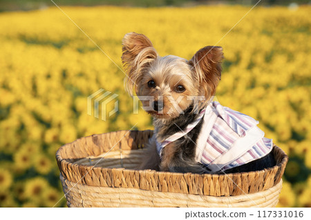 Yorkshire terrier smiling in a basket against a sunflower field Yorkshire terrier smiling in a basket against a sunflower field 117331016