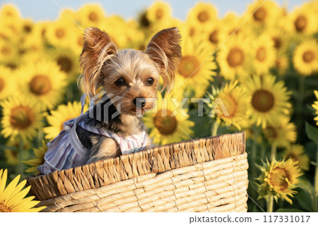 約克夏犬在向日葵田的籃子裡微笑 117331017