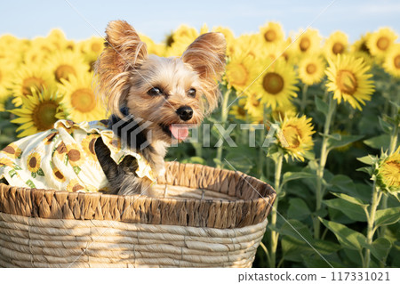 Yorkshire terrier smiling in a basket against a sunflower field 117331021