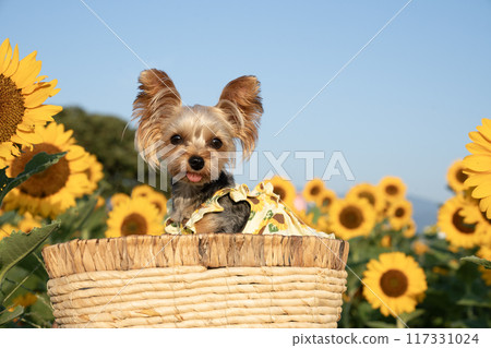 Yorkshire terrier smiling in a basket against a sunflower field Yorkshire terrier smiling in a basket against a sunflower field 117331024
