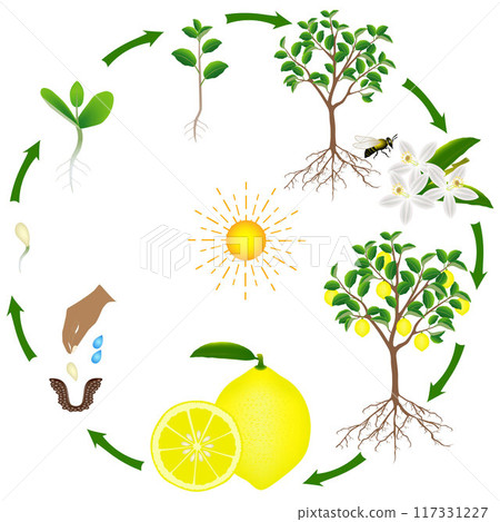 Life cycle of a lemon tree on a white background. Life cycle of a lemon tree on a white background. 117331227