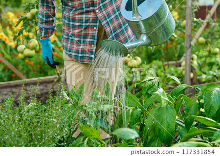 Close-up of watering can in hands watering vegetable plants in a raised bed 117331854