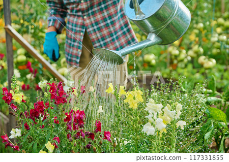 Close-up of watering can in hands watering flowers and herbs in summer garden 117331855
