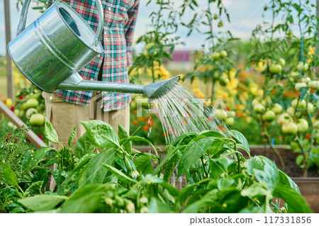 Close-up of watering can in hands watering vegetable plants in a raised bed Close-up of watering can in hands watering vegetable plants in a raised bed 117331856
