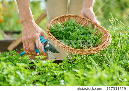 Close up of hands with garden shears cutting parsley herb crop Close up of hands with garden shears cutting parsley herb crop 117331859