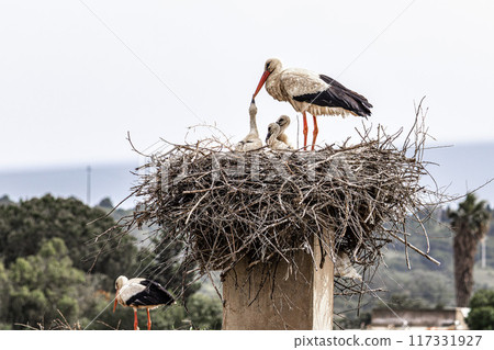 White Storks, Ciconia ciconia at Odiaxere in the Algarve region, District Faro, Portugal. 117331927
