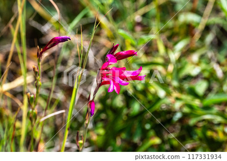 Violet Iris xiphium, commonly known as the Spanish iris at the Algarve coast in Portugal Violet Iris xiphium, commonly known as the Spanish iris at the Algarve coast in Portugal 117331934