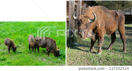 A male, female and cubs of European bison in a reserve in Moldova. Free space for text. Wide photo. Collage. 117332514