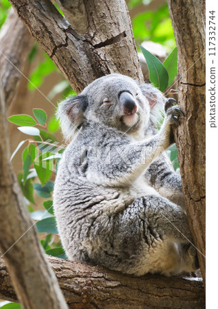 Koala taking a nap 117332744